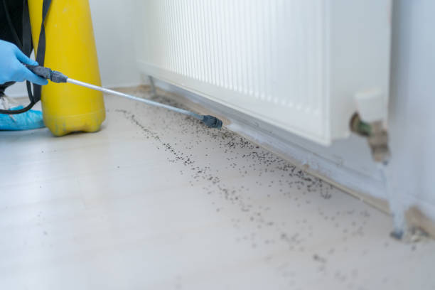 Best Flea Control Services  in Darlington, WI